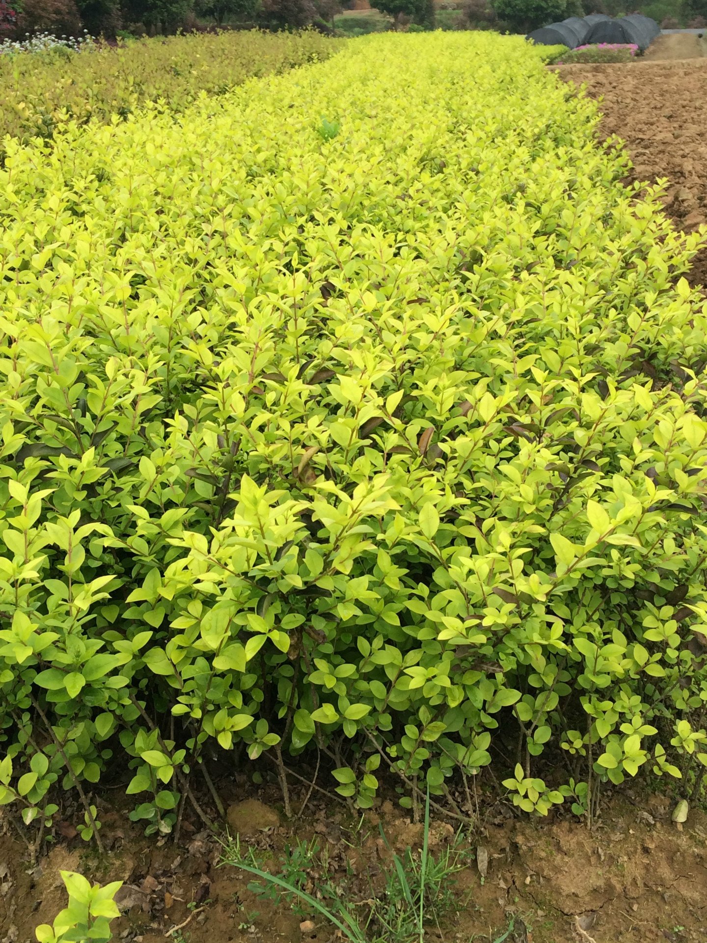 苗木基地直销金叶女贞苗 园林绿化色块工程苗 欢迎考察