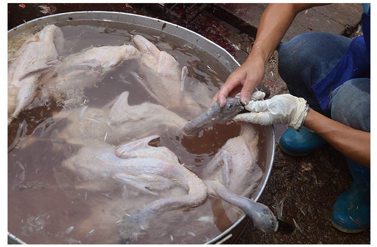 冠河白鹜鸭福建特产连城白鸭鸭苗 白鹜鸭鸭苗
