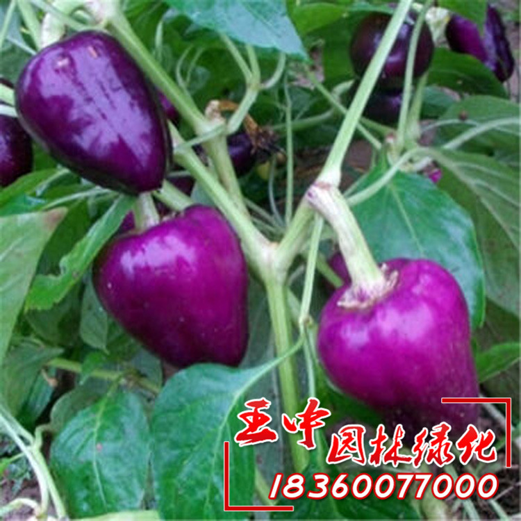 王中园林批发蔬菜种子 辣椒种子 紫色甜椒 灯笼椒 阳台盆栽蔬菜