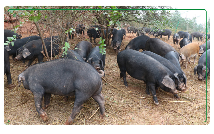 现货供应 优质土猪 生猪 农家黑猪 放养黑猪 森林