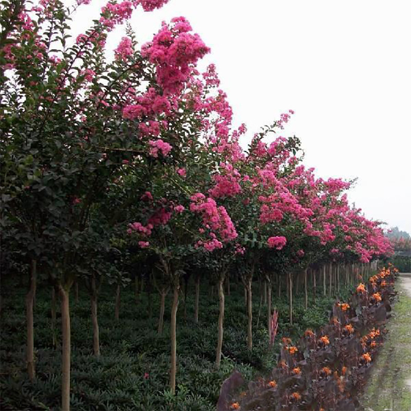 绿化苗木红花紫薇树苗百日红红火箭红火球丛生直生翠