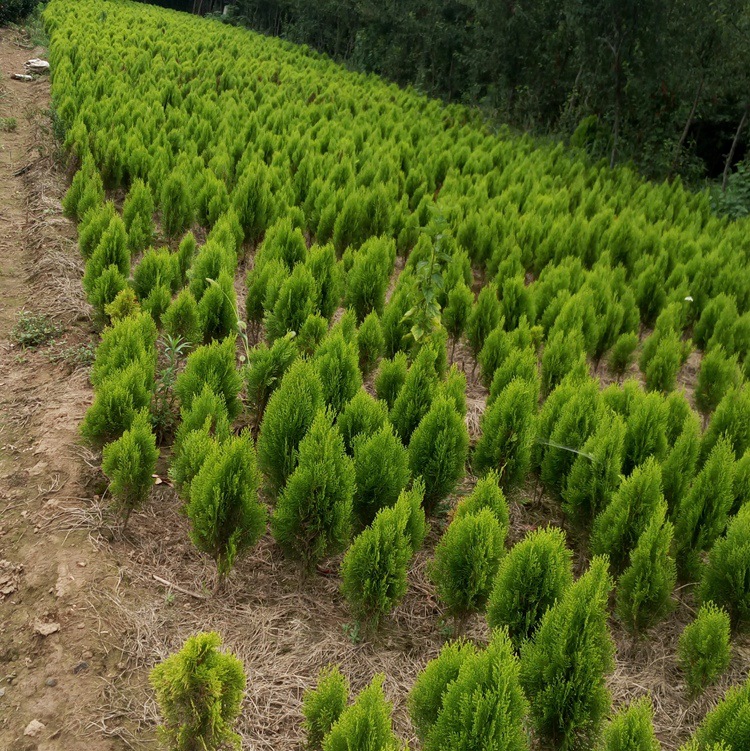 大量出售园林绿化苗木洒金柏