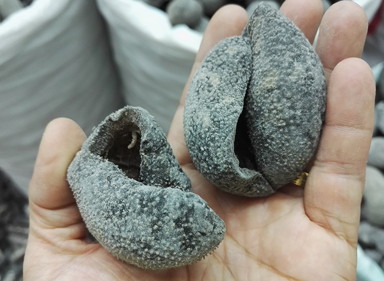 球参 批发干制球型海参500克12头左右 粗加工水产干货球参