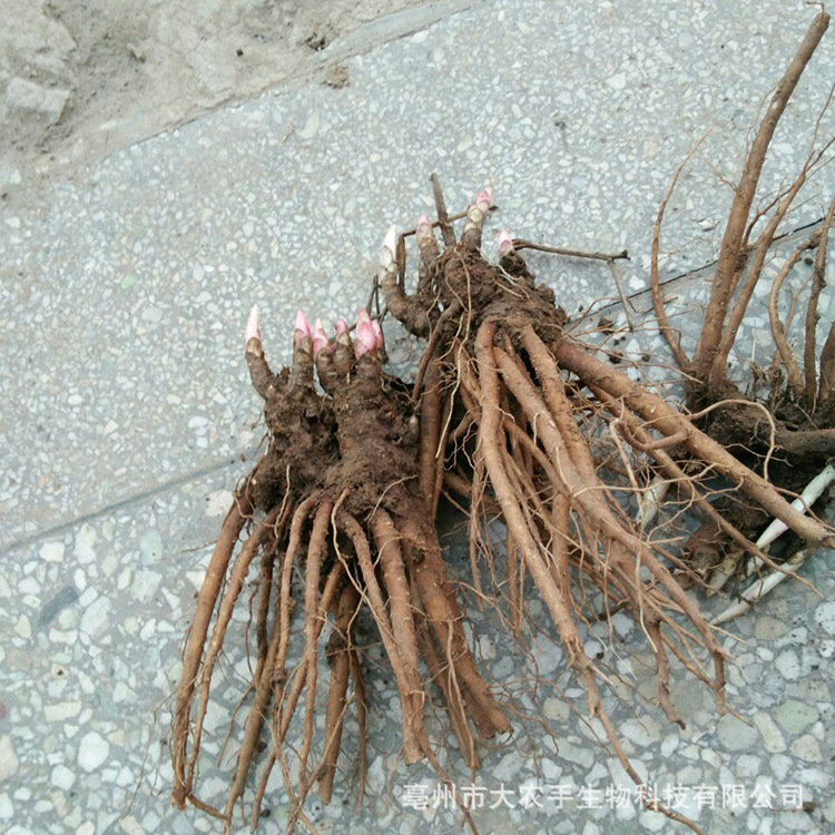 批发 观赏芍药花苗新品 药用亳州白芍种苗芽子免费种植技术