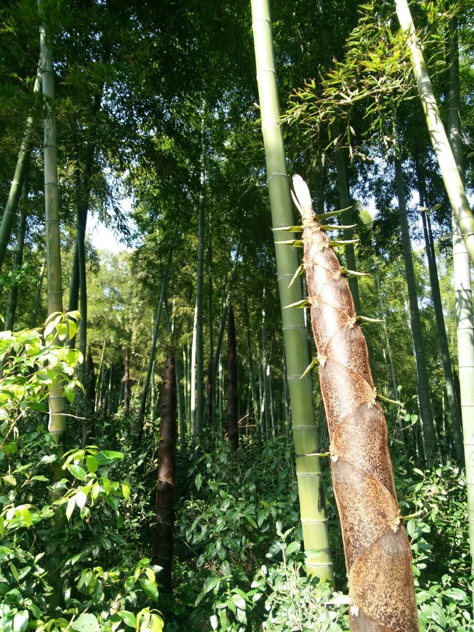 安吉高山野生小石笋干500克 一件代发中国竹子之乡散装袋装