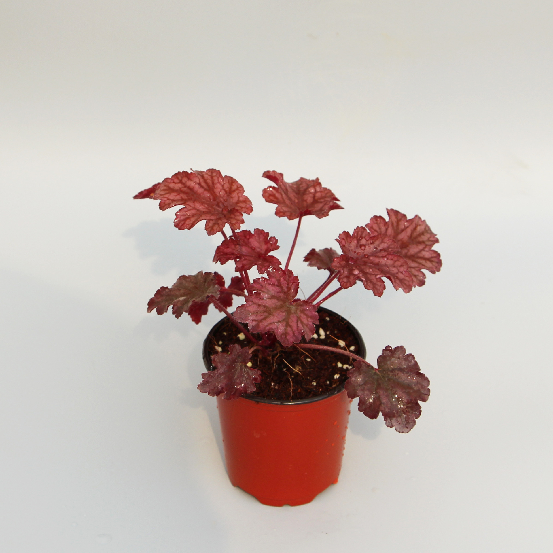 批发 矾根 植物盆栽 园林工程 绿化 耐寒 庭院地被 绿植 生产基地