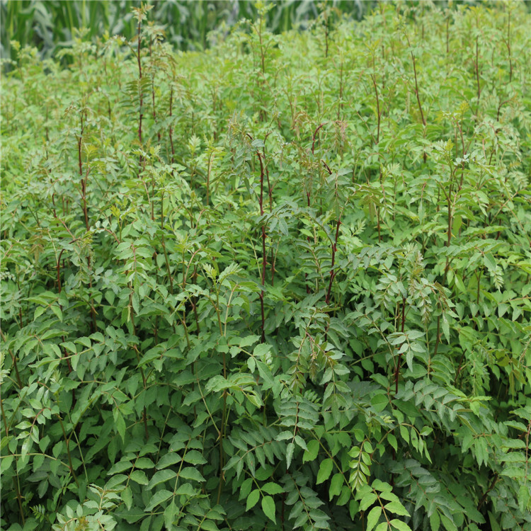 07公分黄盖花椒苗批发价格