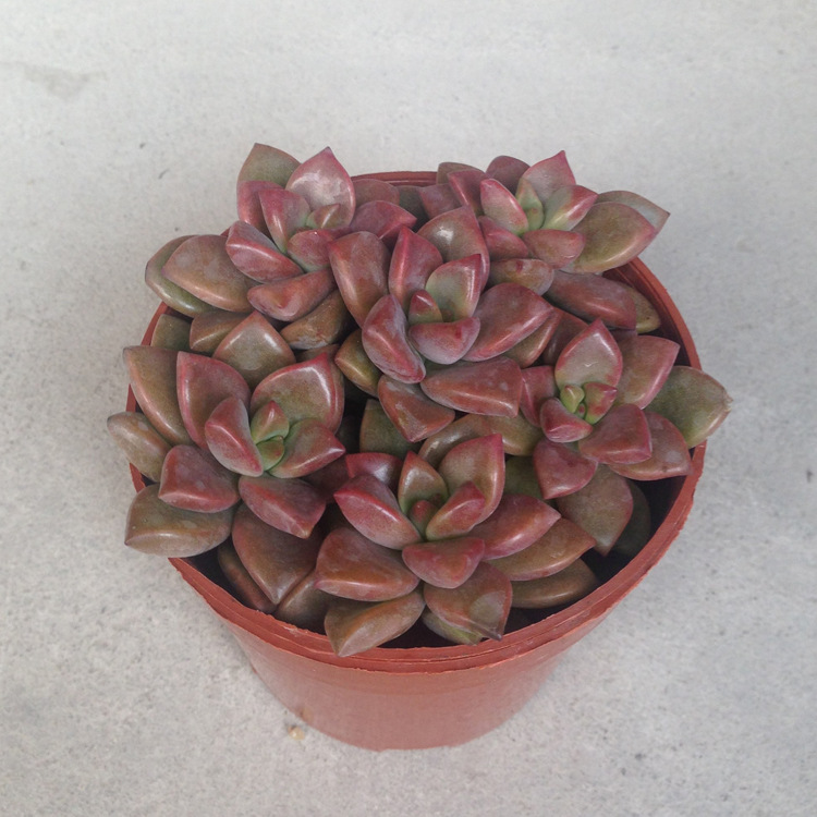 广州基地直销90迷你盆栽红心莲多肉植物防辐射