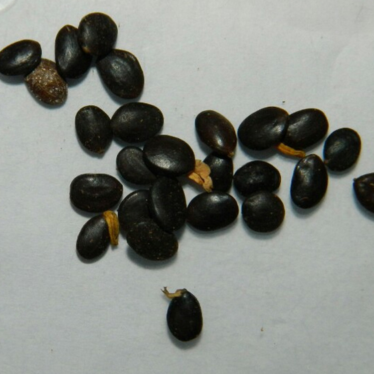 大叶相思种子 acacia auriculaeformisa六周年促销 种子批发