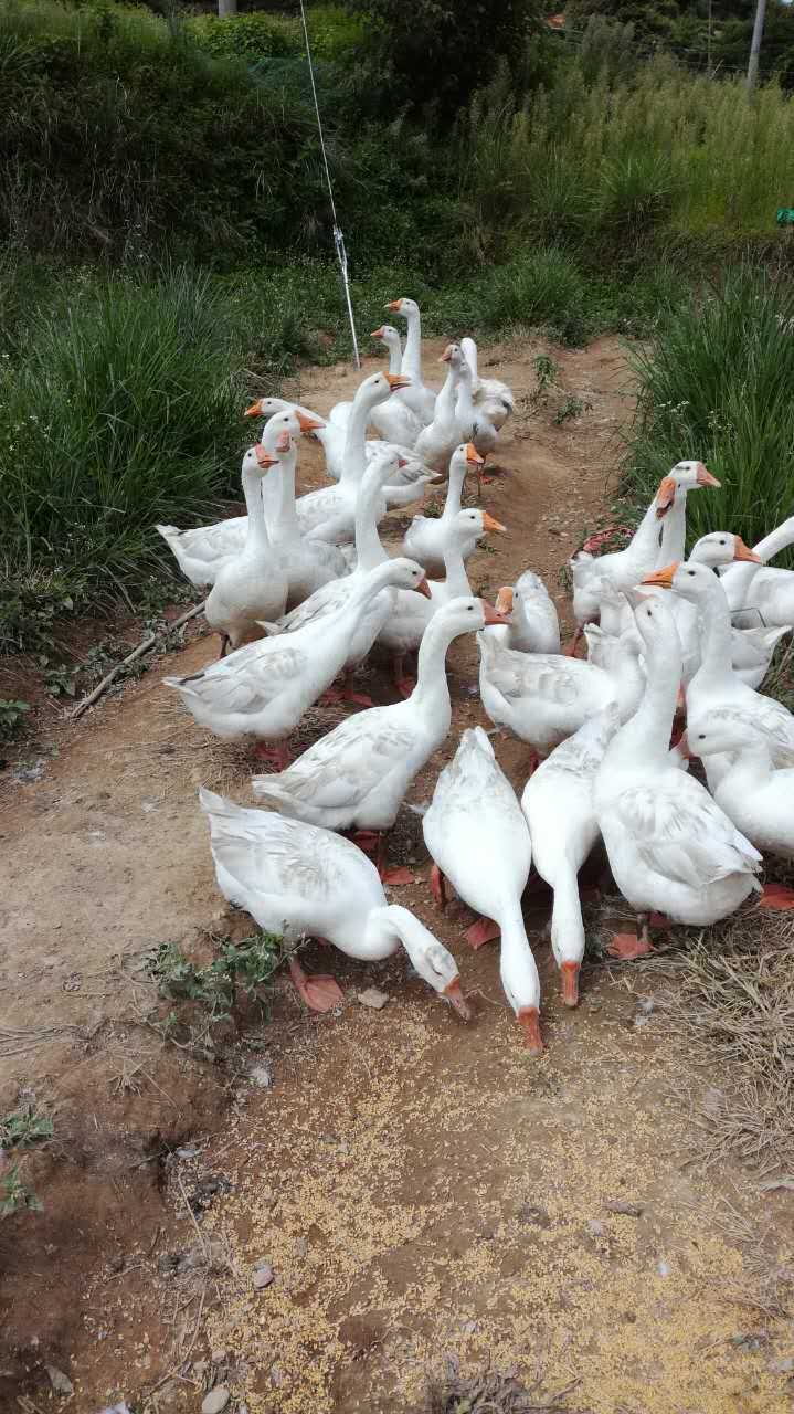 白鹅 生态散养鹅农家鹅 优质土鹅 小品种白鹅