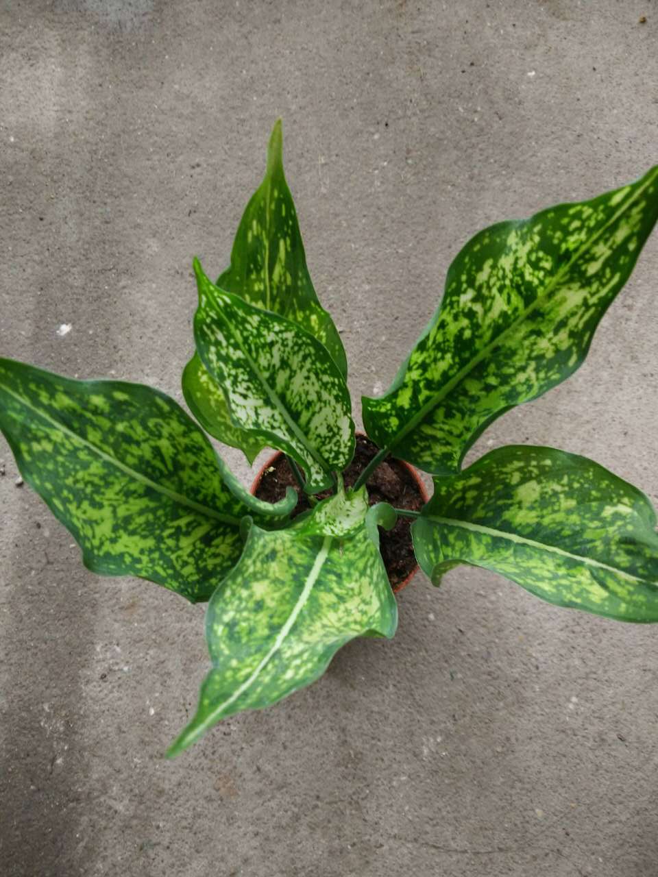 万年青 青叶万年青 盆栽绿植植物花卉 净化空气吸甲醛除污染