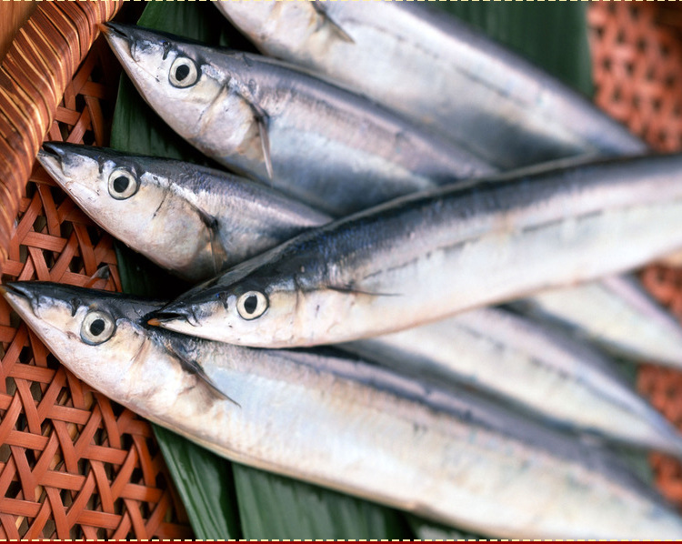 批发供应烧烤秋刀鱼 户外冷冻秋刀鱼 秋刀