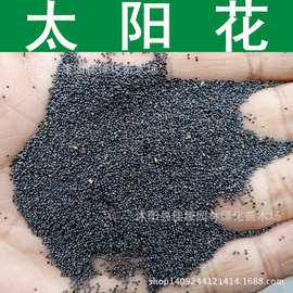 太阳花种子 半枝莲 大花马齿苋 松叶牡丹 半支莲种子 1件=1斤