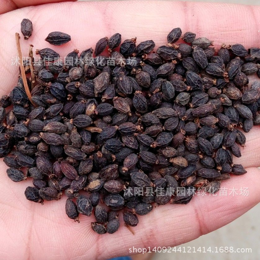 林木种子 法国冬青种子 日本珊瑚树 早禾树种子 1件=1斤
