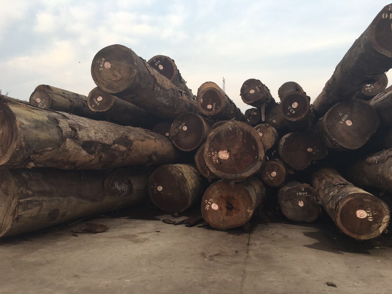 非洲核桃木原木,虎斑栋,乌心石,虎木,核桃木板材