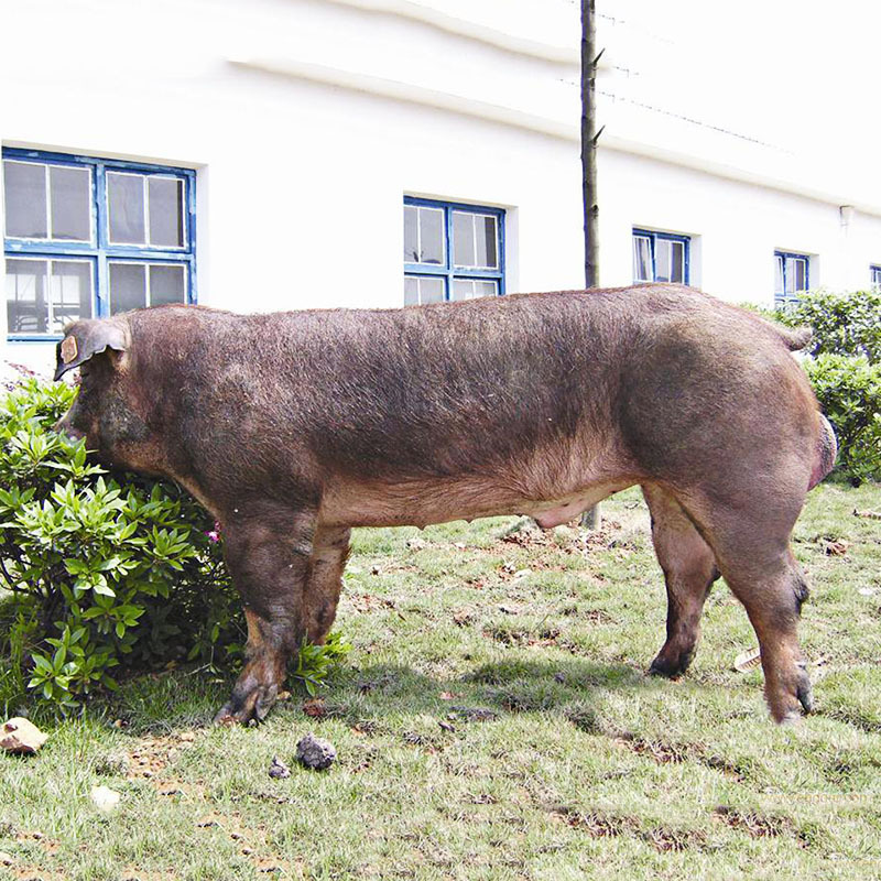 优质种猪杜洛克猪 国际化标准示范养殖高品质长白猪 种猪 批发