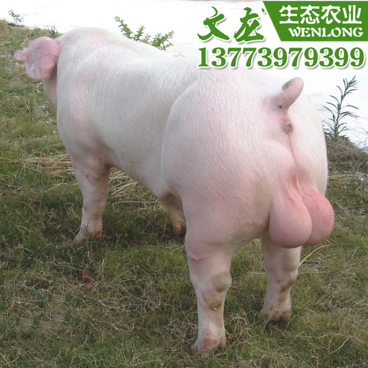 批发杜洛克纯种公猪长白大约克杜洛克种公猪基地专业养殖