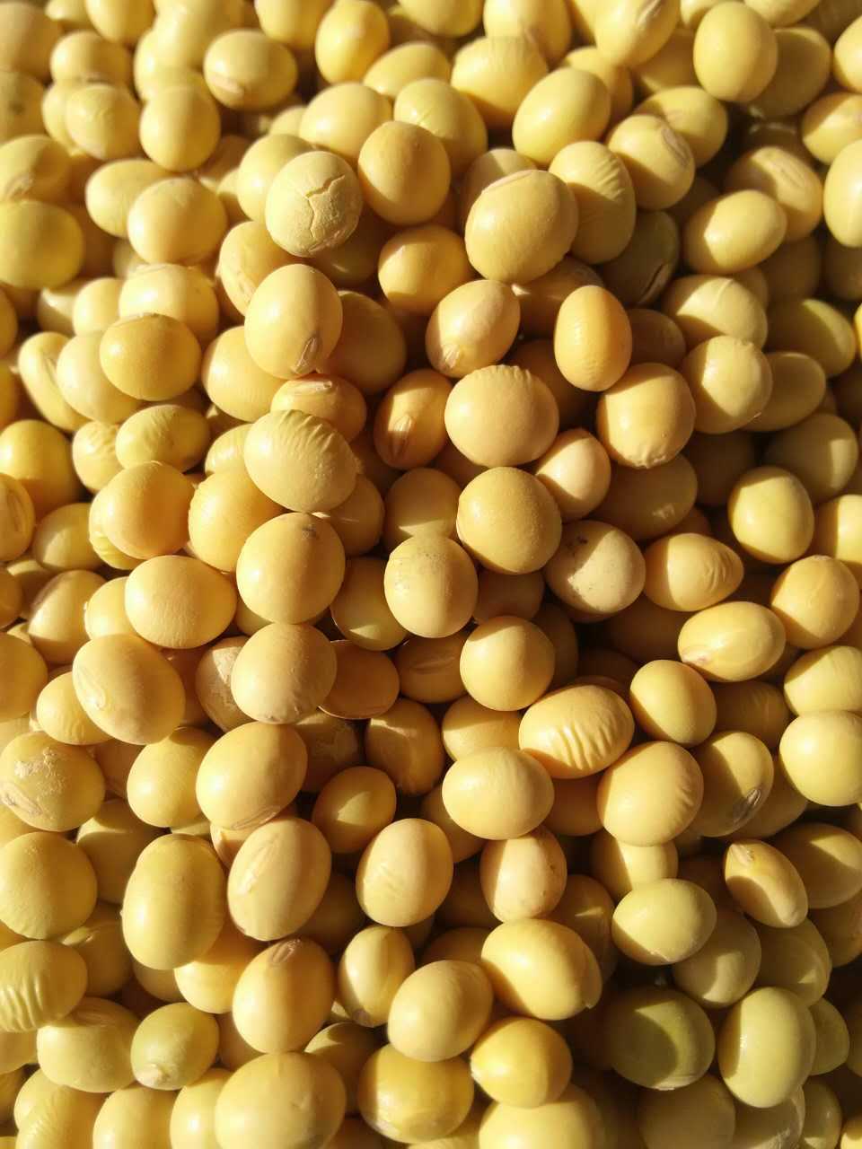 厂家高产优质精品大豆种子驻豆11大豆种子高产
