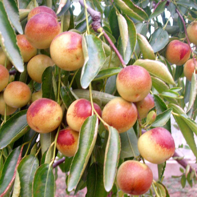 正宗嫁接沾化冬枣苗哪家好 1-2年生枣树苗现挖现卖 包成活