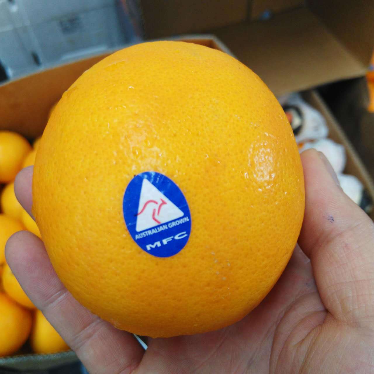 澳大利亚夏橙袋鼠脐橙澳洲进口晚期橙子 澳橙约64-88个 38-40斤