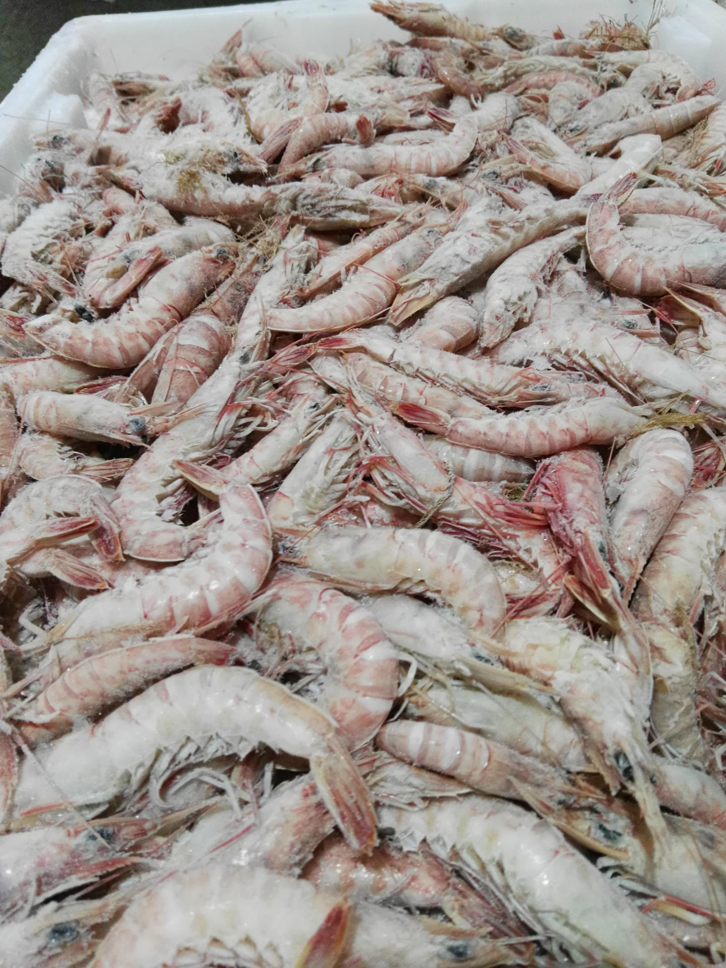 野生海捕船冻沙虾蛎虾剑虾量大从优