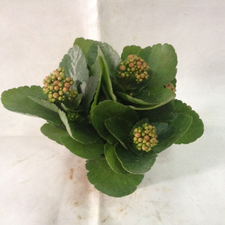 广州基地直销 110#长寿花 圆叶玫瑰红 防辐射花卉盆栽