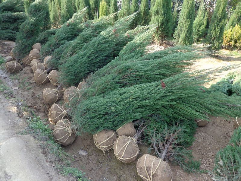 批发柏树苗快柏苗松柏苗北京桧柏河南桧柏树蜀快小苗