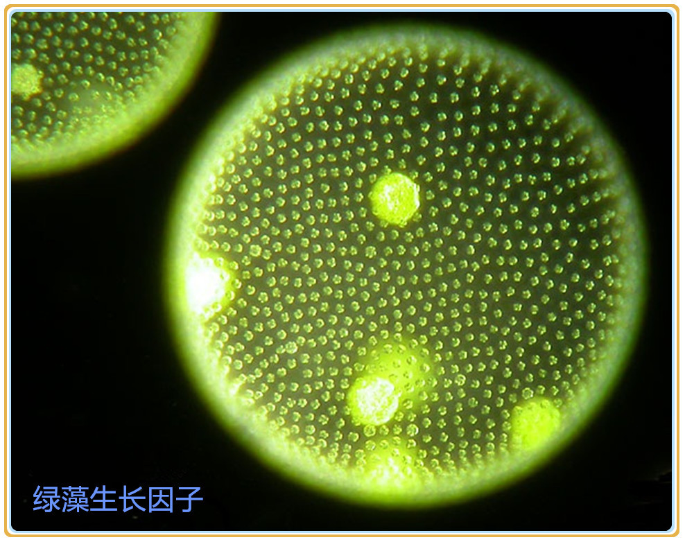 小球藻生长因子绿藻生长因子cgfod1200