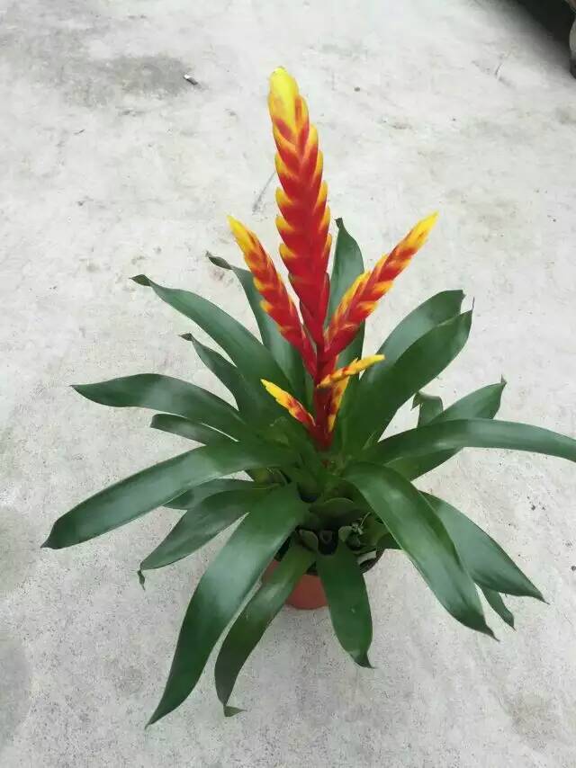 产地花卉,销售批发 黄金玉扇花 红头玉扇花 凤梨莺歌红