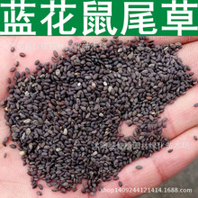 草花种子 优质蓝花鼠尾草种子 粉萼鼠尾草种子 一串兰 鼠尾草籽