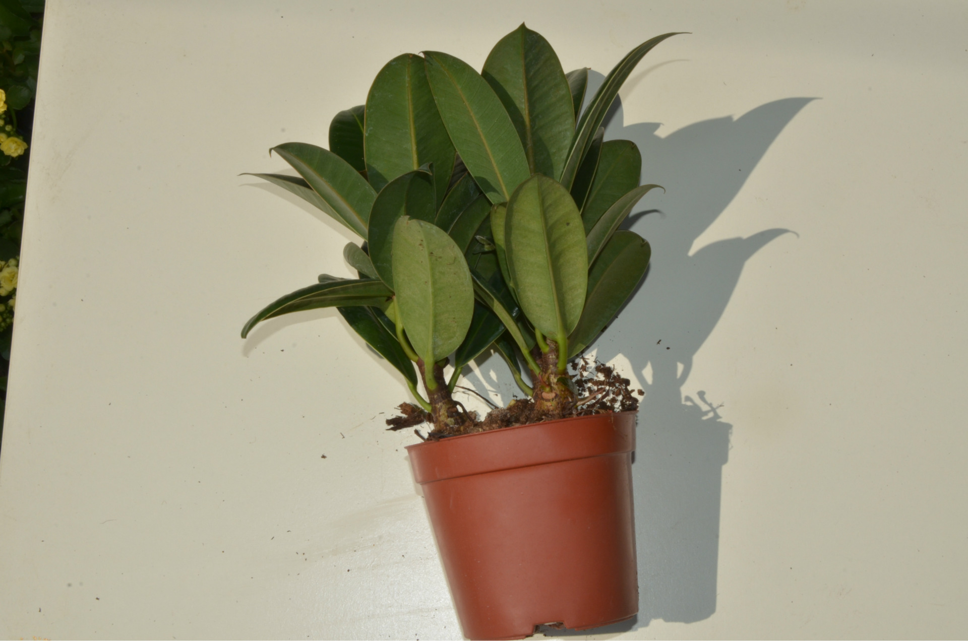 室内客厅绿植花卉盆栽 观叶绿色植物 小金刚 橡皮树 吸甲醛