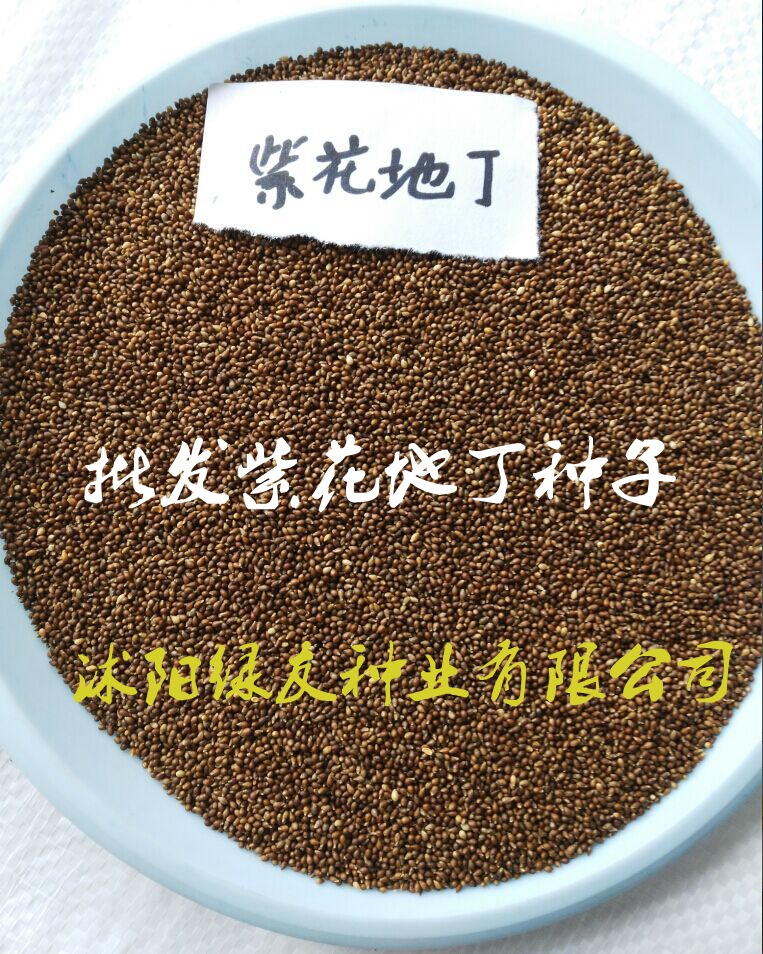 产地批发紫花地丁种子紫花地丁紫花地丁籽13626141721