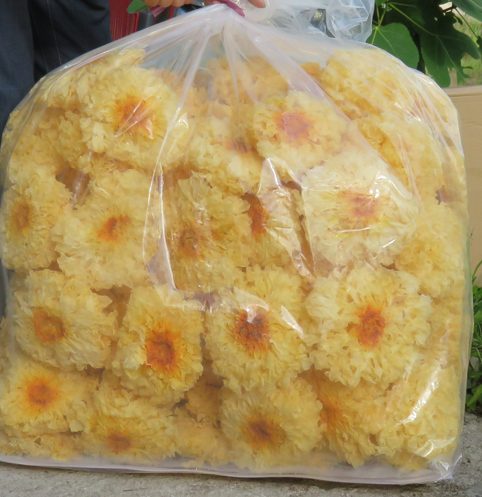 杜鹃银耳大花 古田特产 食用菌