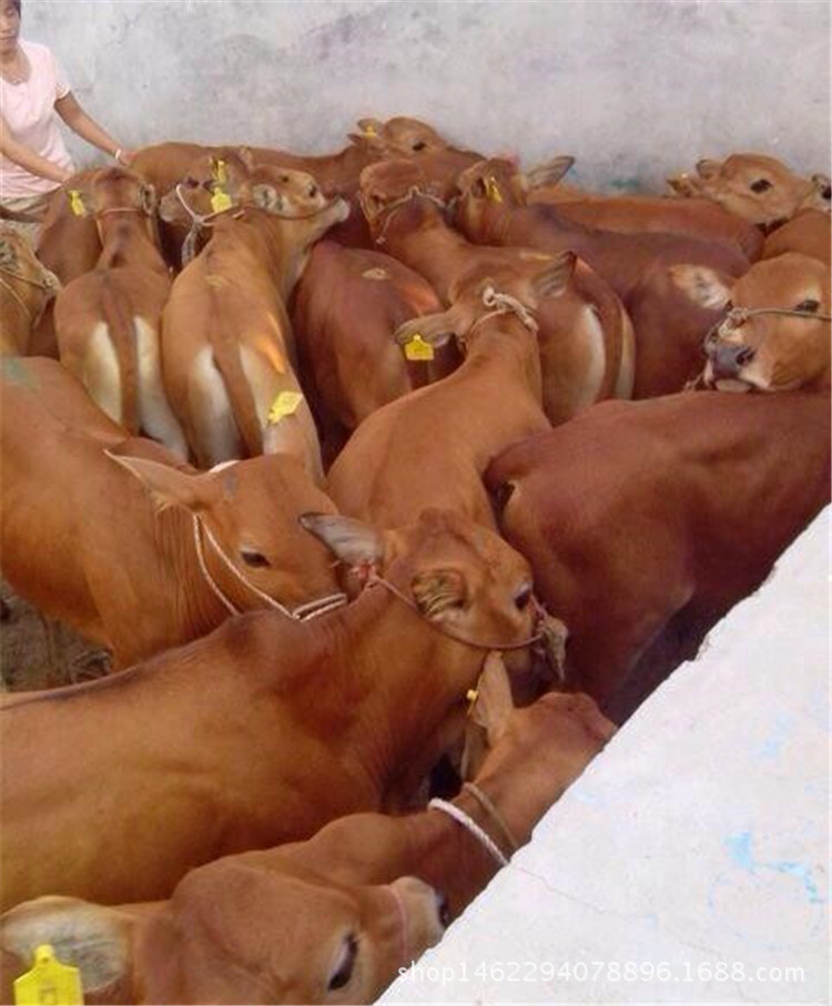 嘉诚养殖场售牛犊活体肉牛苗鲁西黄牛 小活牛黄牛小牛苗