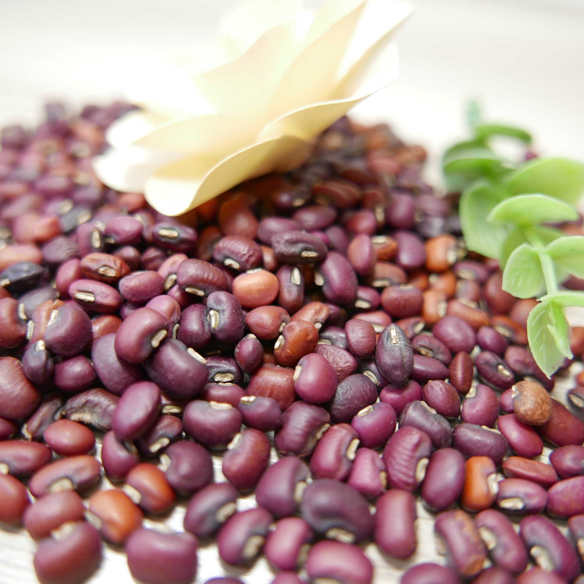 五谷杂粮—— 红豇豆