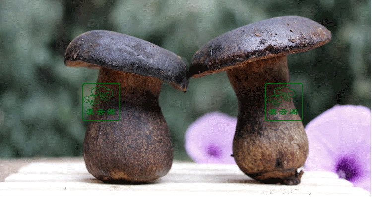 云南特产野菜野生菌 新鲜黑牛肝菌羊肚菌姬