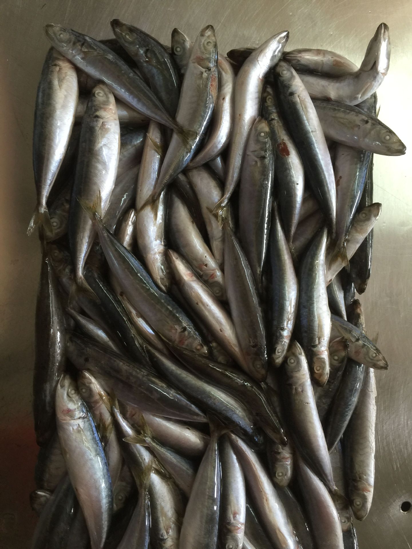 福建东山厂家直销供应 冷冻四破鱼 (竹叶鱼)