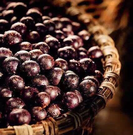 jovika乔维琦巴西生命果滋润去屑控油留香洗发乳洗发水800ml