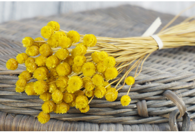 快乐花 巴西小干花植物干花批发插花花艺手工diy花材拍照道具