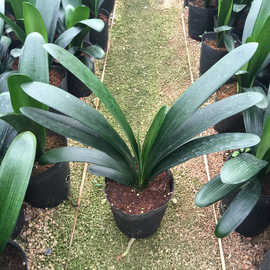 精品君子兰小苗盆景花卉君子兰净化空气君子兰苗 君子兰花盆栽