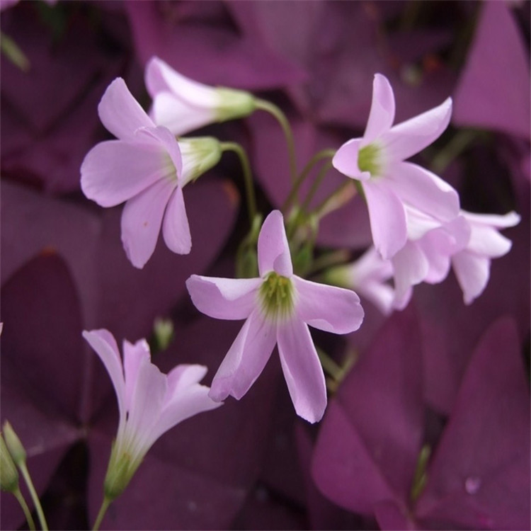 紫叶酢浆草种球 幸运草 紫蝴蝶办公桌面室内盆栽花卉紫叶酢浆草