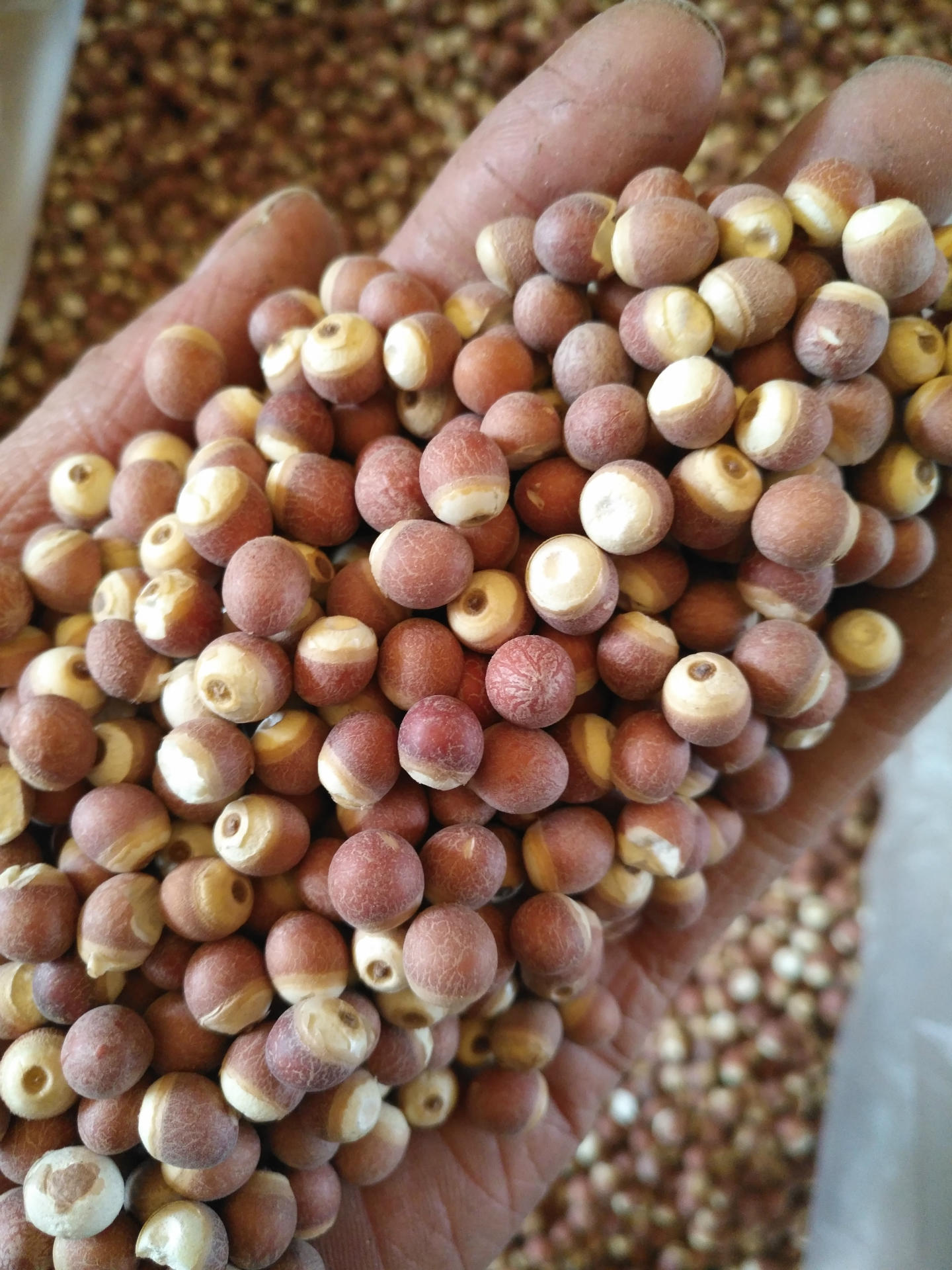 批发 新鲜 无硫 芡实 芡实个 鸡头米 芡实米