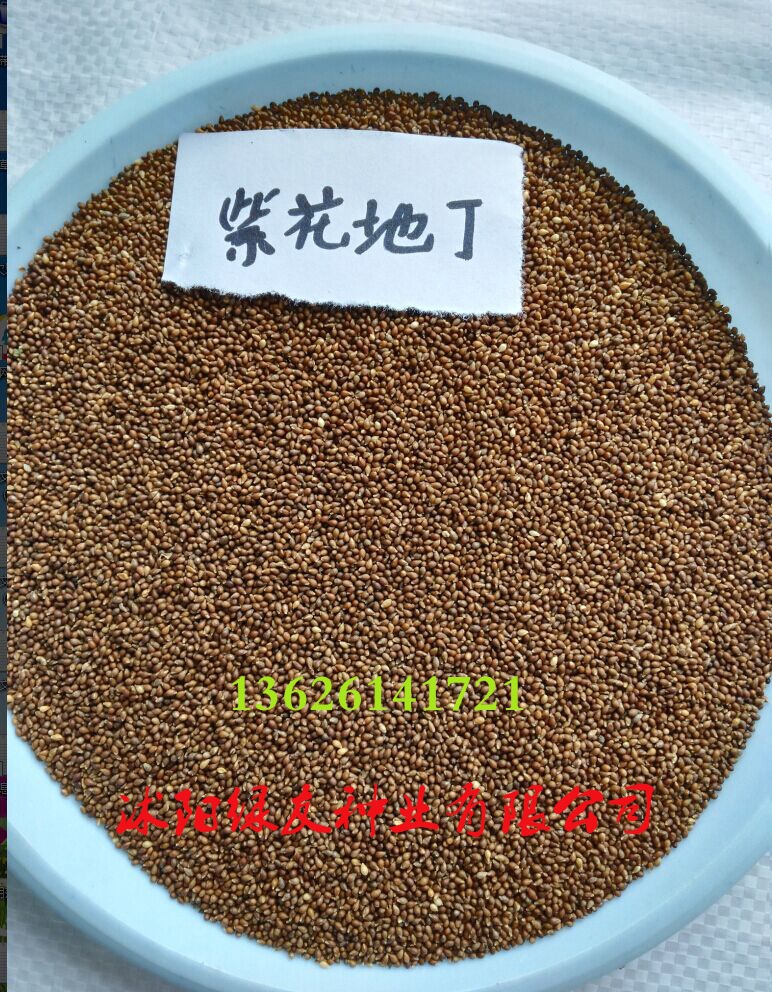 产地批发紫花地丁种子紫花地丁紫花地丁籽13626141721