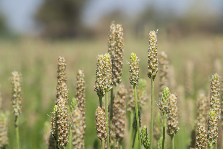 印度圆苞车前子壳粉 98%膳食纤维 生产厂家