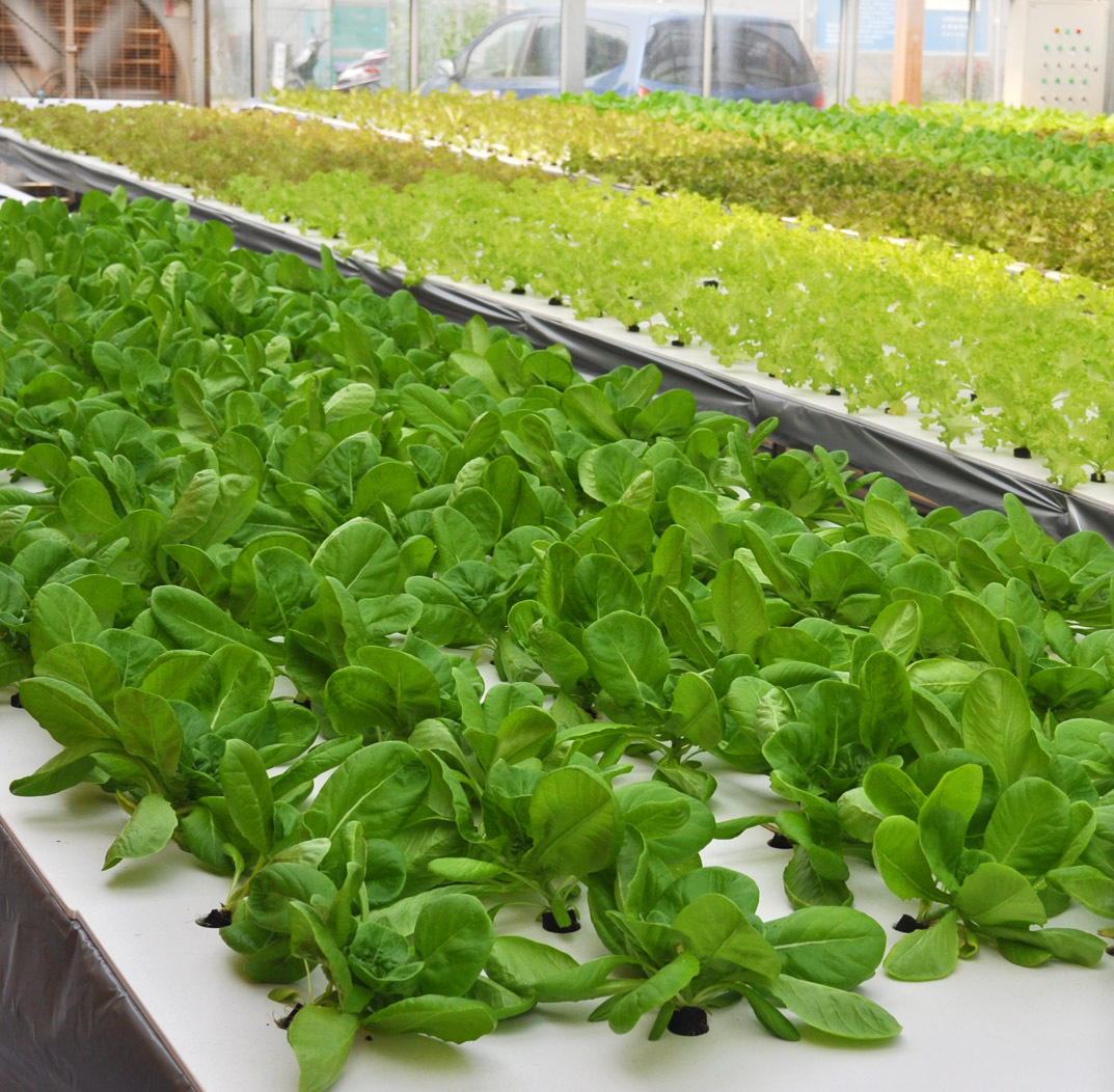 智能温室 自然光植物工厂 蔬菜水培设备 自动化无土栽培设施