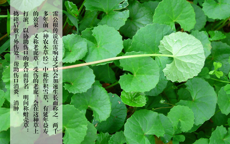 台湾雷公根推拿霜正品 金门台湾一条根酸痛