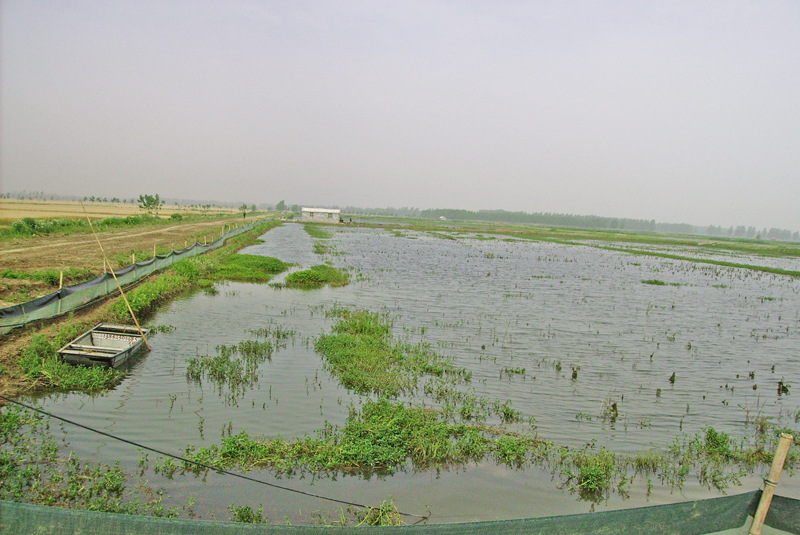 小龙虾苗 正宗盱眙养殖场供苗 塘口现捞 成活率那是相当高