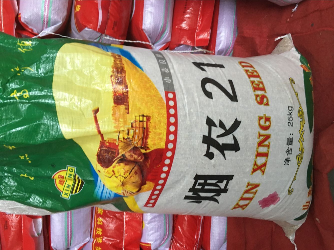 优质农作物耐寒 耐贫瘠 抗旱 节水 烟农21小麦种子