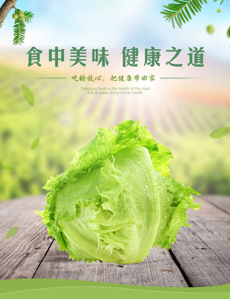 优质球形生菜批发西生菜球生菜圆生菜寿光生鲜基地球生菜