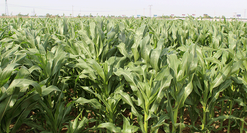 中甜300高产甜玉米种子 南方鲜食玉米 超甜水果玉米种子